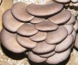 农业 食用菌 平菇   平菇的功效原理   平菇含有的多种维生素及矿物质